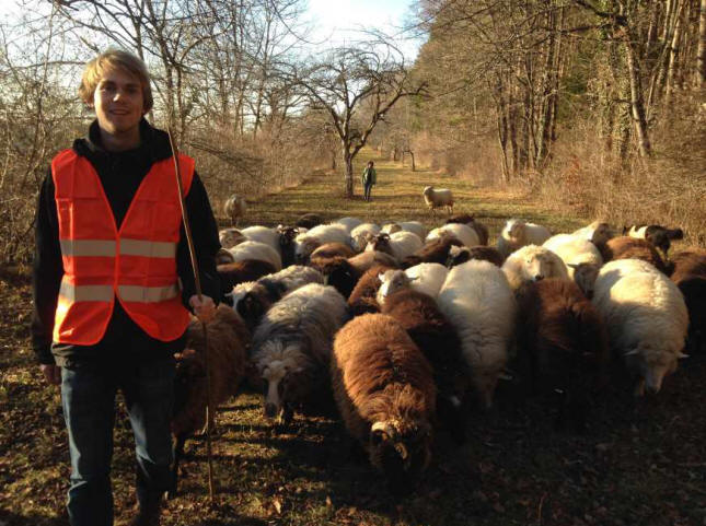 Archesch ferei Waldschaf Krainer Steinschaf Vielfalt erhalten